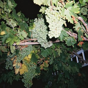 午夜视频在线观看www在线
