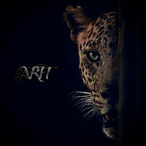 午夜视频在线观看www在线
