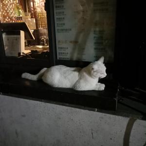 午夜视频在线观看www在线
